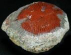 Pennsylvanian Aged Red Agatized Horn Coral - Utah #26371-1